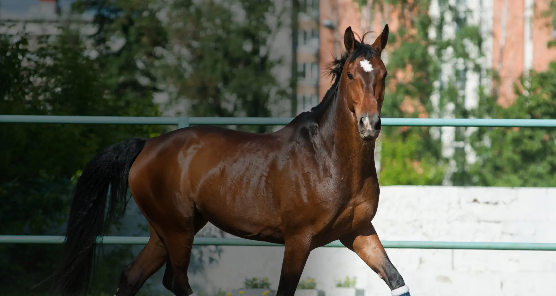 A graceful brown horse with a white facial marking in an outdoor setting.