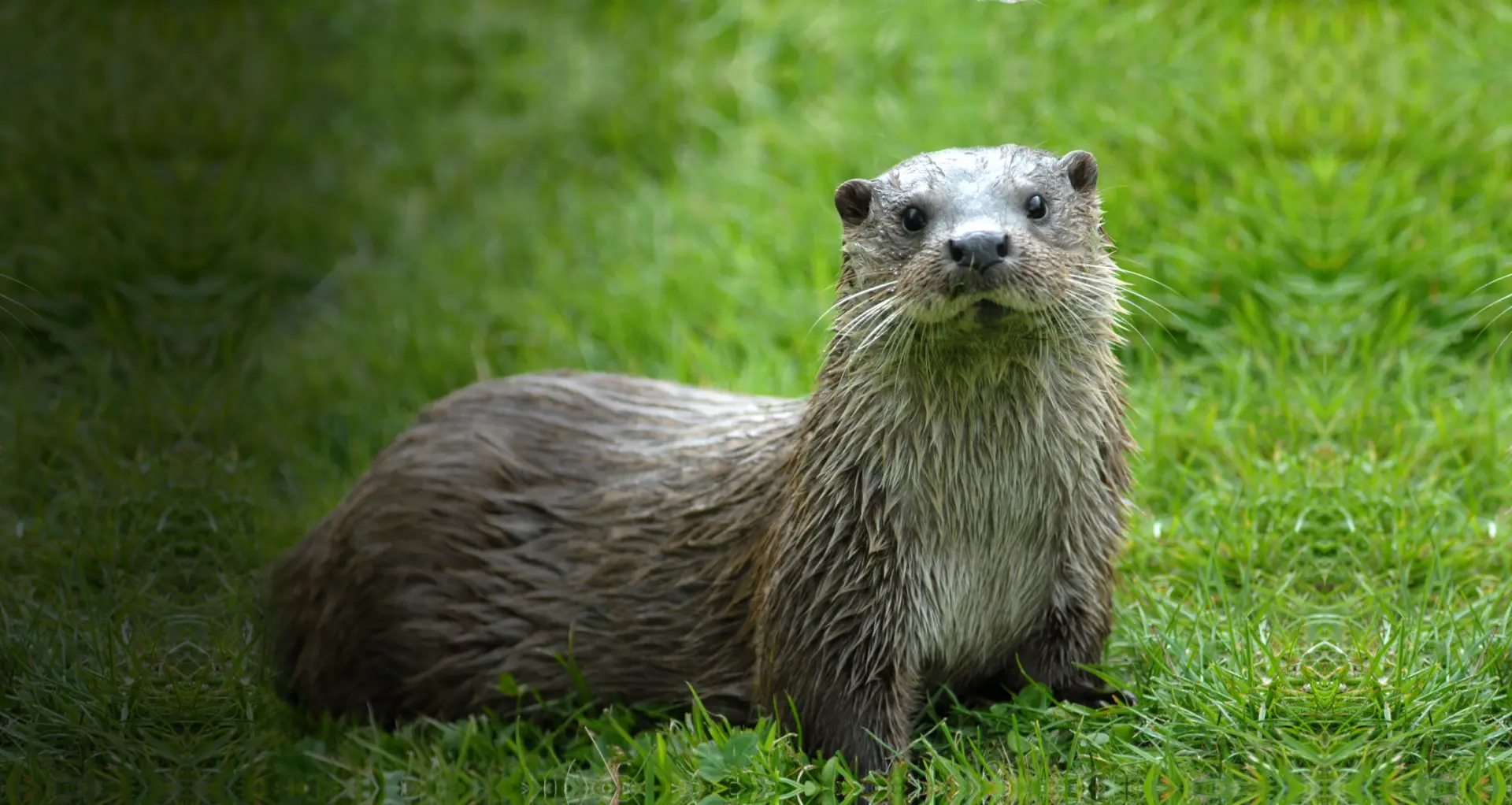 A wet otter standing on grass looking towards the camera.