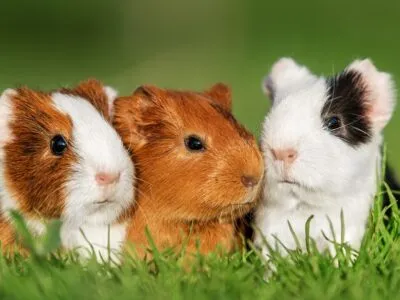 Guinea-pigs-in-grass-400x300